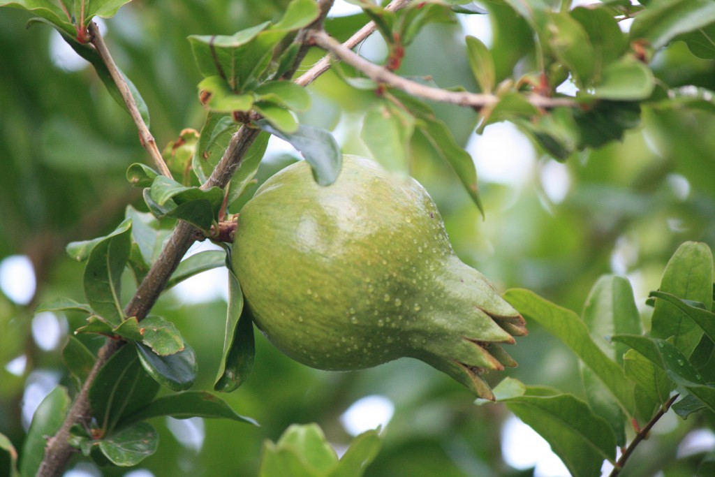 Foto: Granada - Tembleque (Toledo), España
