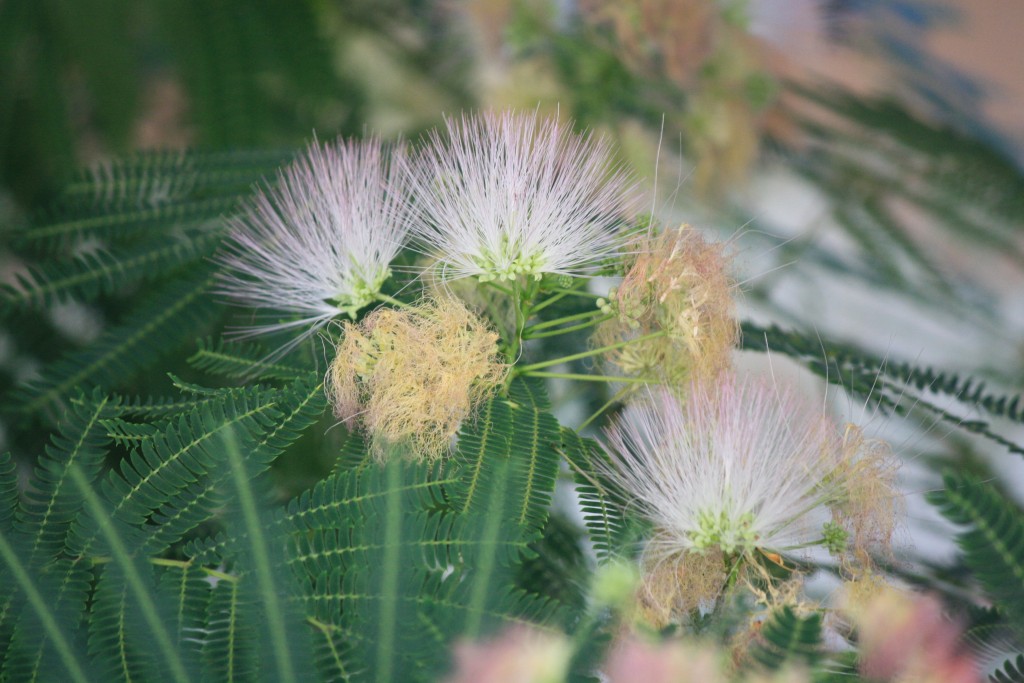 Foto: Acacia de Constantinopla - Tembleque (Toledo), España