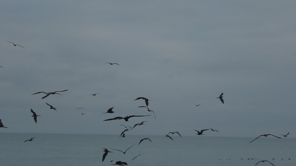 Foto: Gaviotas - Crucita (Manabí), Ecuador