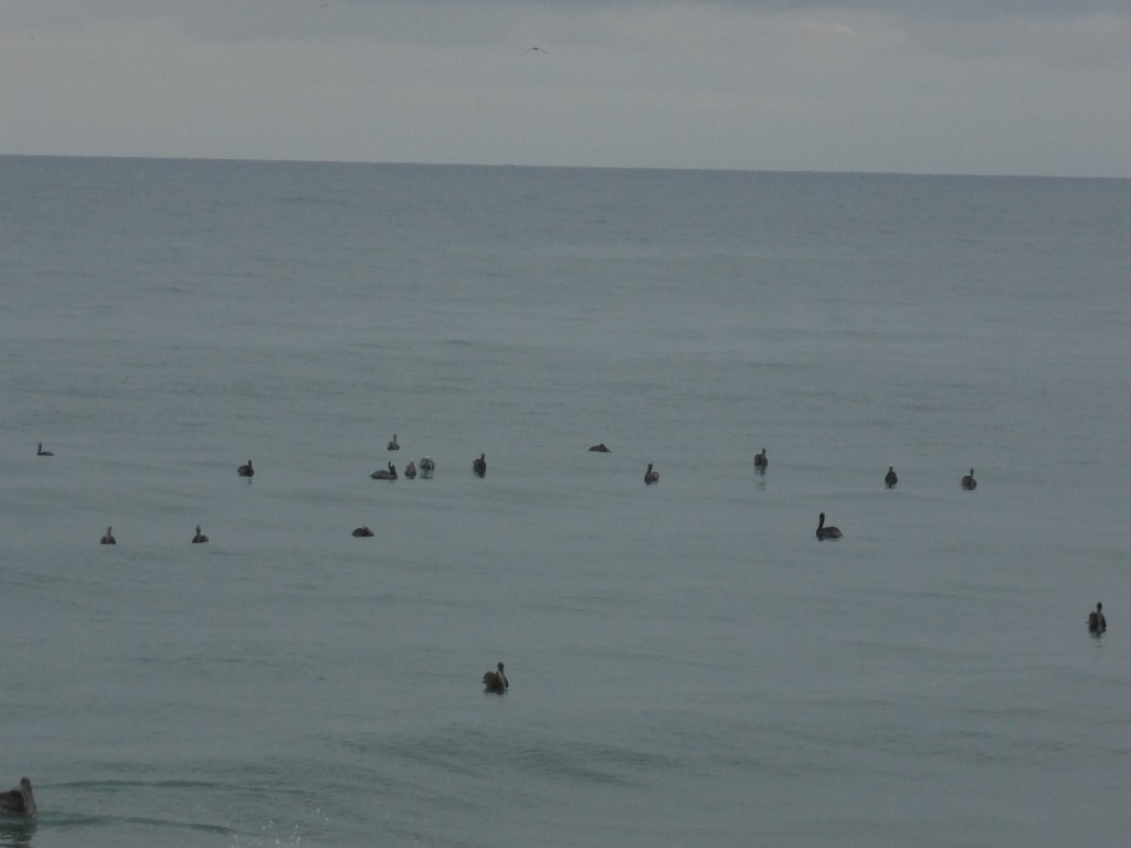 Foto: Pelicanos - Crucita (Manabí), Ecuador