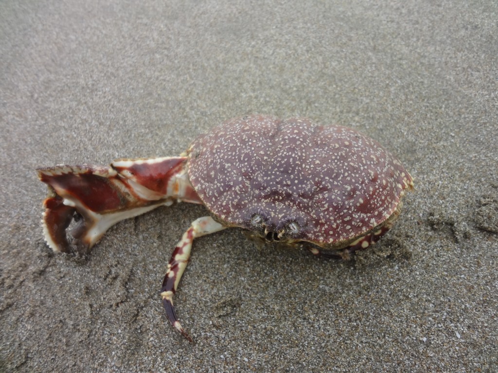 Foto: Crustáceo - Crucita (Manabí), Ecuador