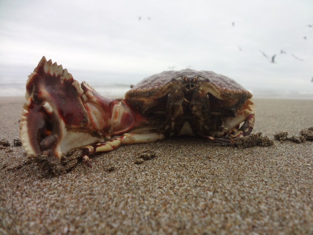 Foto: Crustáceo - Crucita (Manabí), Ecuador