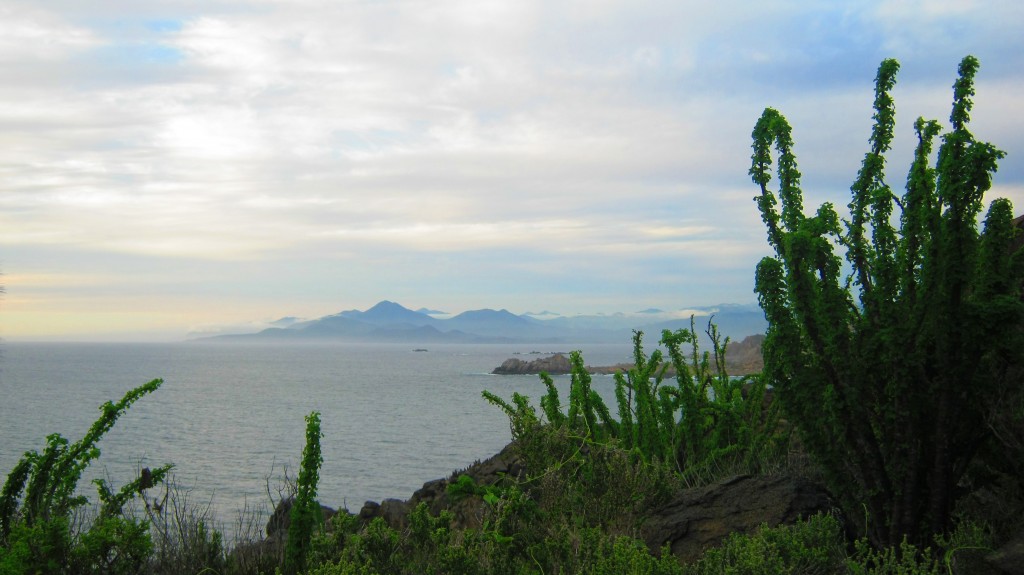 Foto: Green bushes - Coquimbo, Chile