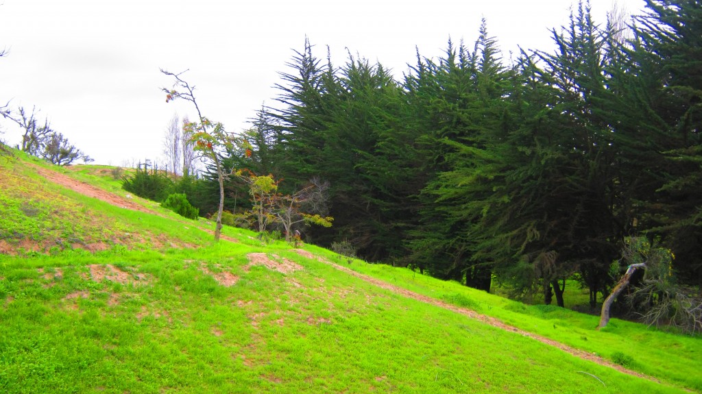 Foto: Green - Coquimbo, Chile