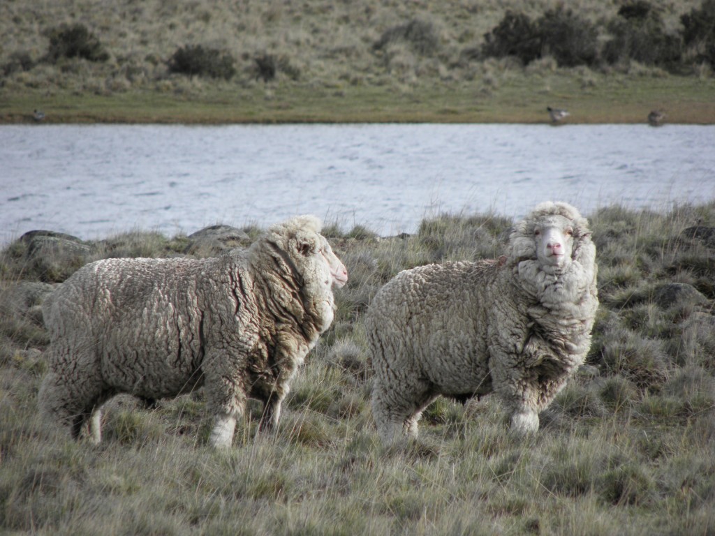 Foto de Comodoro Rivadavia (Chubut), Argentina
