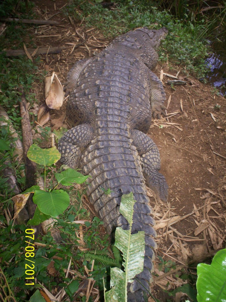 Foto: Crocodylus acutus (COCODRILO) - San Carlos (La Marina) (Alajuela), Costa Rica