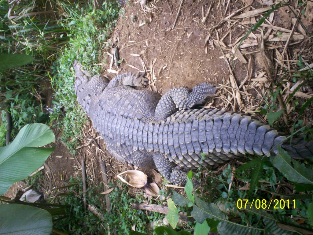 Foto: Crocodylus acutus (COCODRILO) - San Carlos (La Marina) (Alajuela), Costa Rica