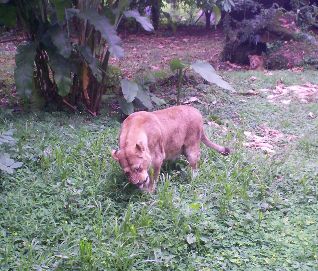 Foto: LEON Nombre científico (género y especie) Panthera leo - Quesada (La Marina) (Alajuela), Costa Rica