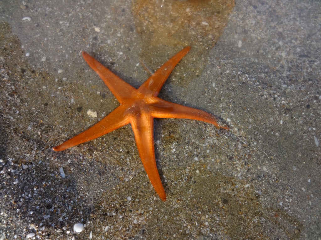 Foto: Estrella marina - Crucita (Manabí), Ecuador