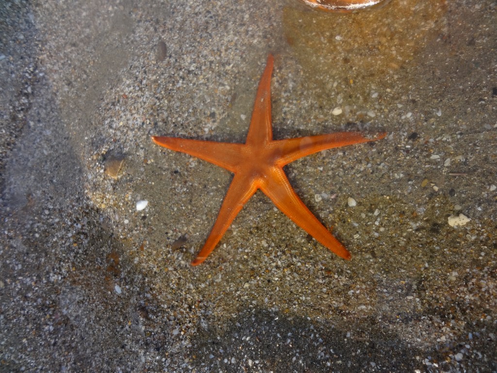 Foto: Estrella marina - Crucita (Manabí), Ecuador