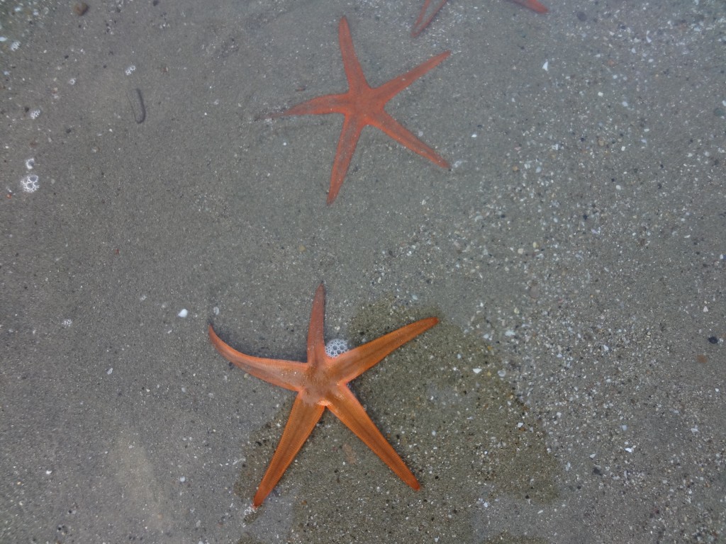 Foto: Estrellas marinas - Crucita (Manabí), Ecuador