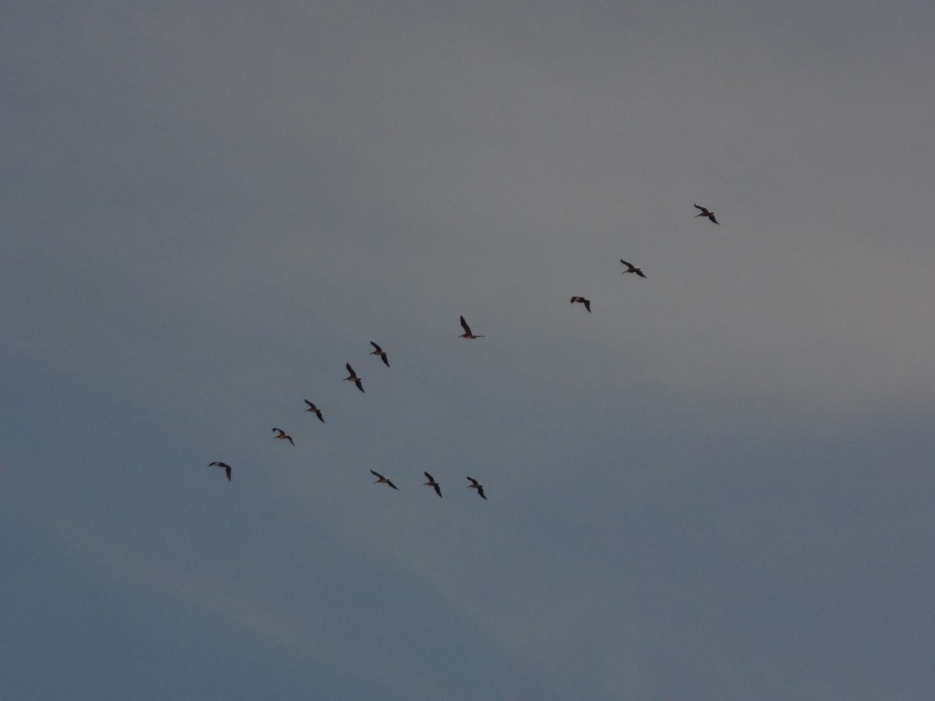 Foto: Formacion pelicano - Crucita (Manabí), Ecuador