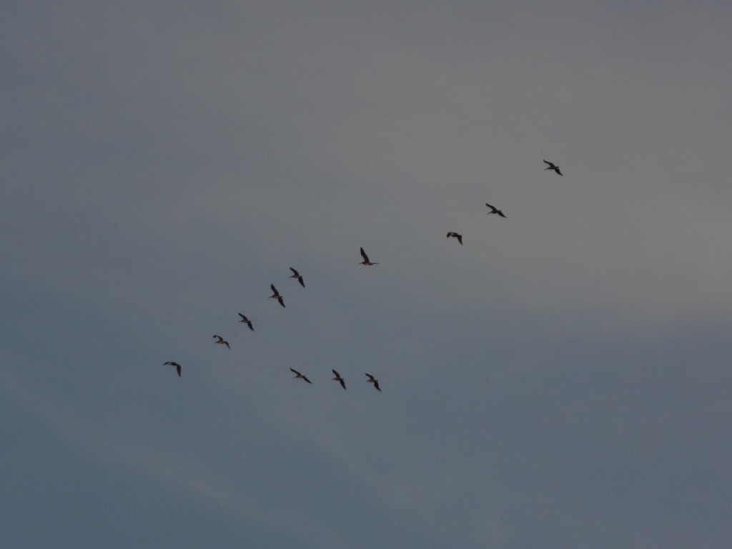 Foto: Formacion pelicano - Crucita (Manabí), Ecuador