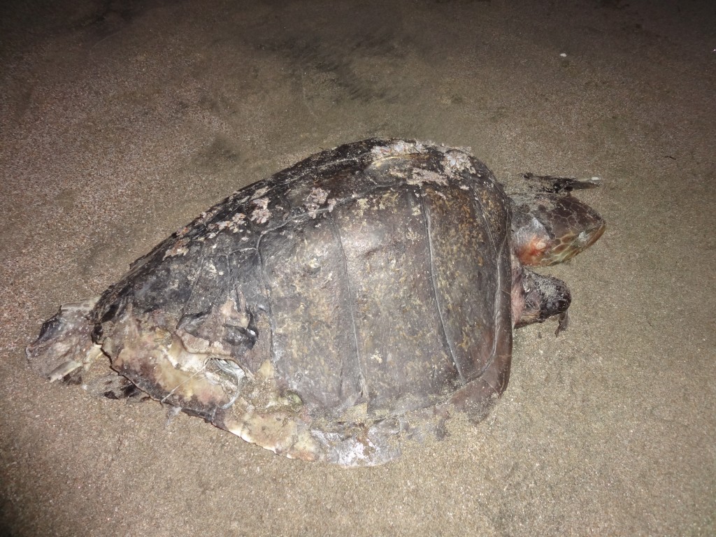 Foto: Tortuga - Crucita (Manabí), Ecuador