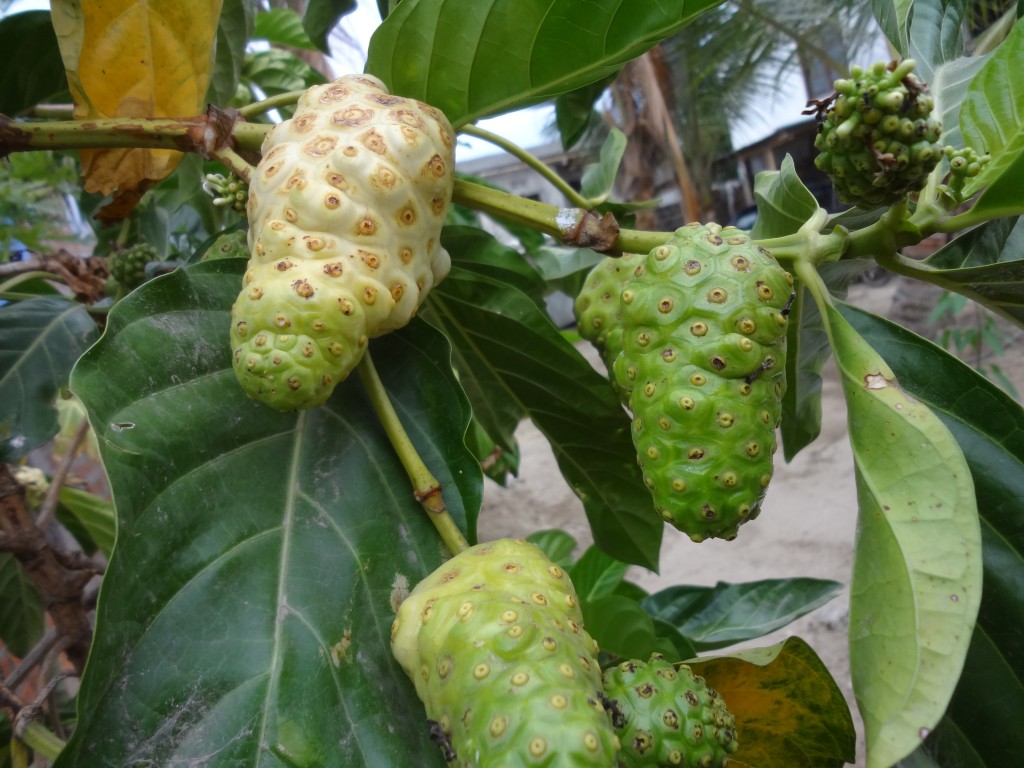 Foto: Noni - Crucita (Manabí), Ecuador