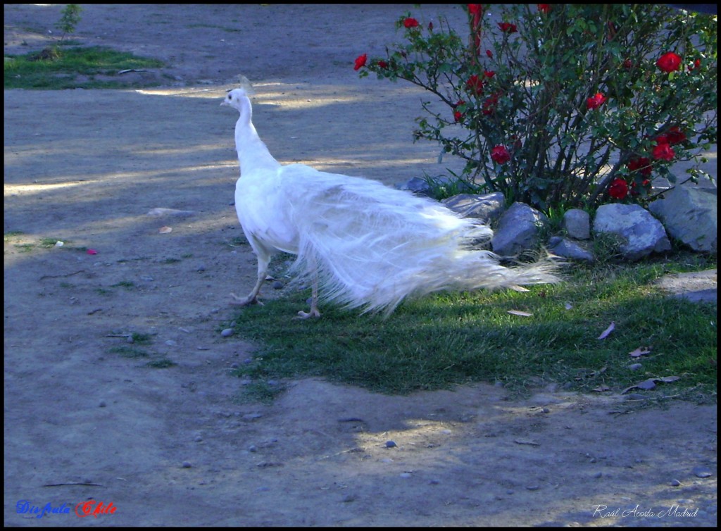 Foto de Rancagua (Libertador General Bernardo OʼHiggins), Chile