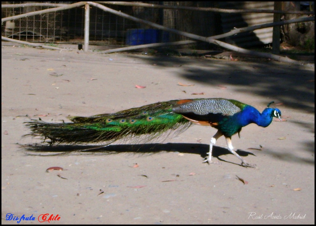 Foto de Rancagua (Libertador General Bernardo OʼHiggins), Chile