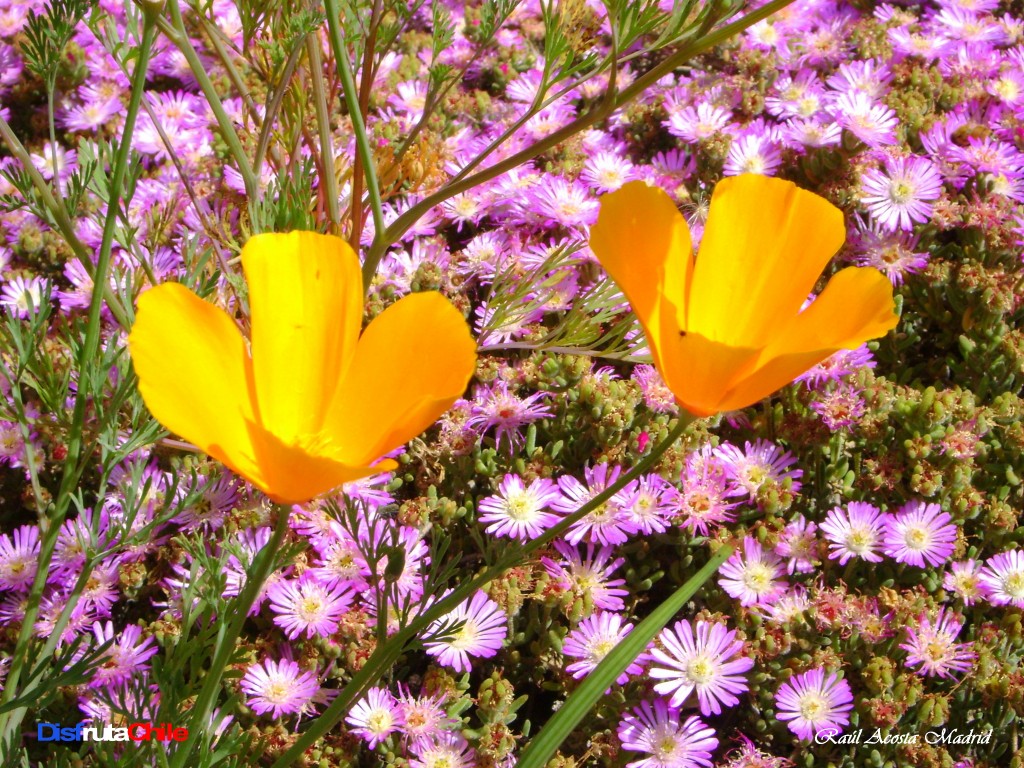 Foto de Lo Miranda (Libertador General Bernardo OʼHiggins), Chile