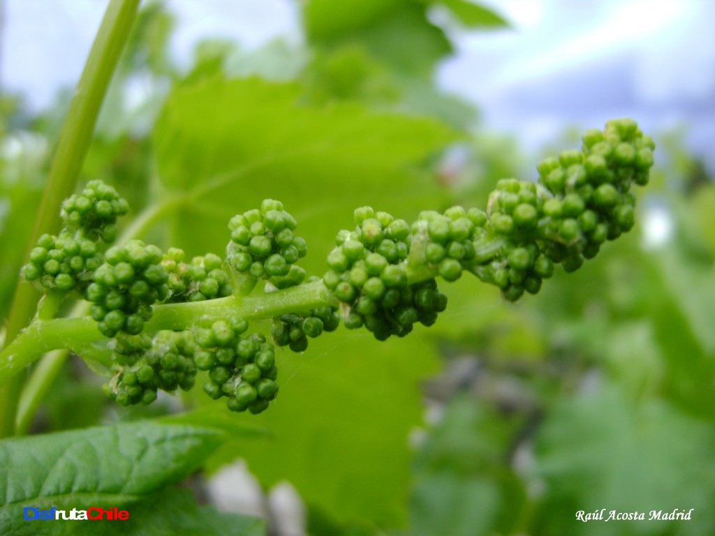 Foto de Lo Miranda (Libertador General Bernardo OʼHiggins), Chile