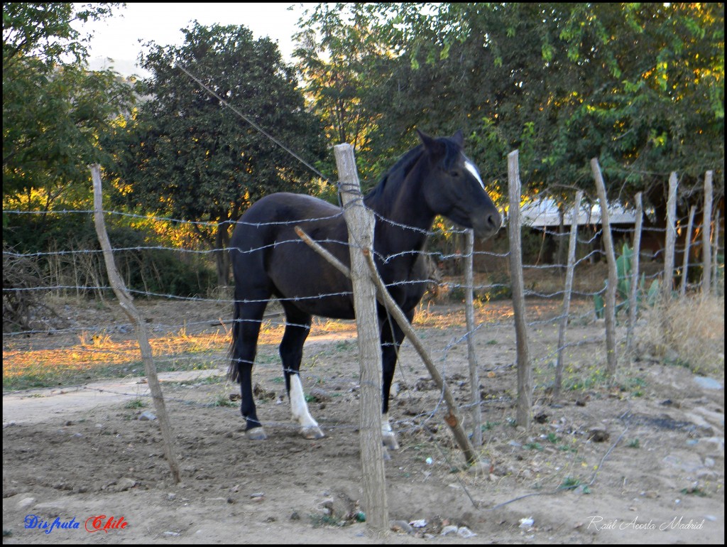 Foto de Alhué (Región Metropolitana), Chile