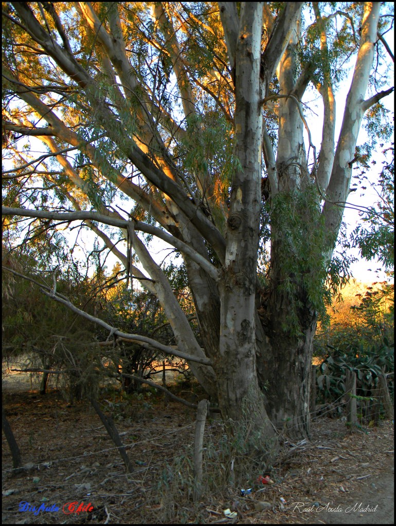 Foto de Alhué (Región Metropolitana), Chile
