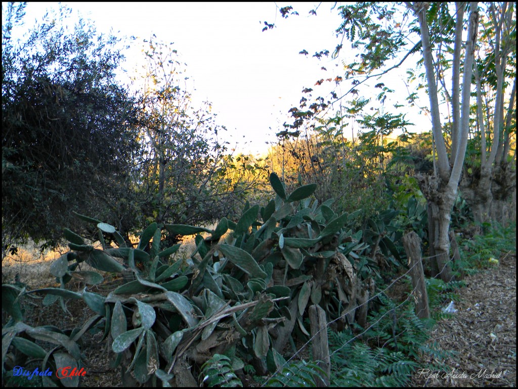 Foto de Alhué (Región Metropolitana), Chile