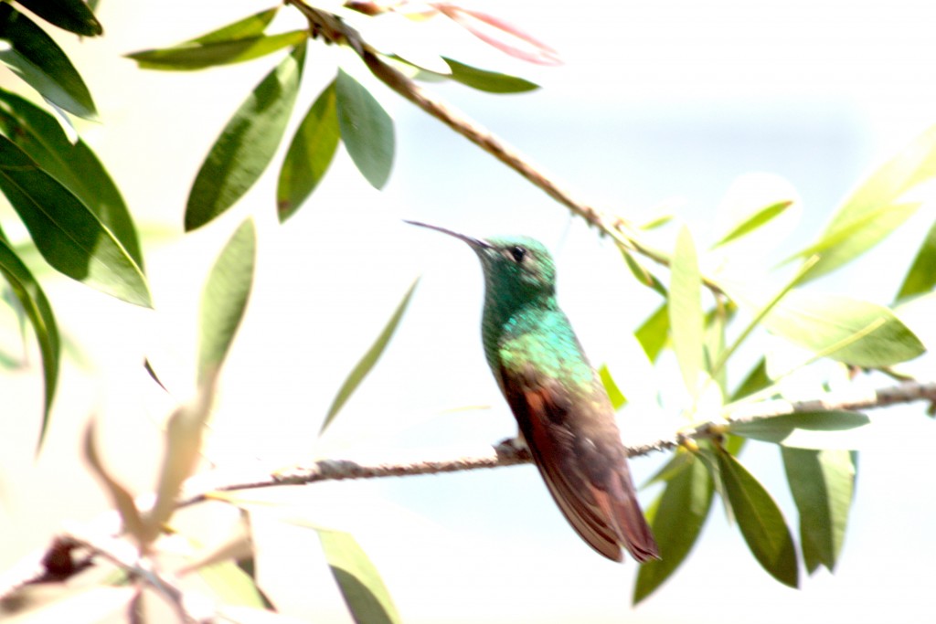 Foto: AMAZILIA BERYLLINA - Puebla Pue, México