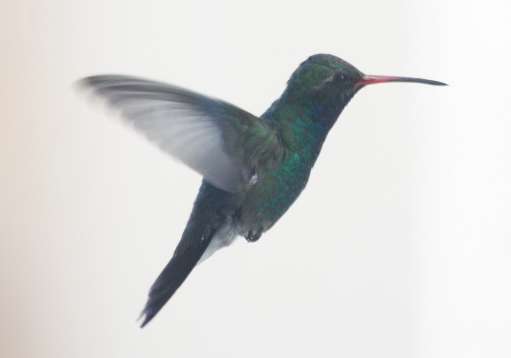 Foto: CHLOROSTILBON SALVINI - Puebla Pue, México