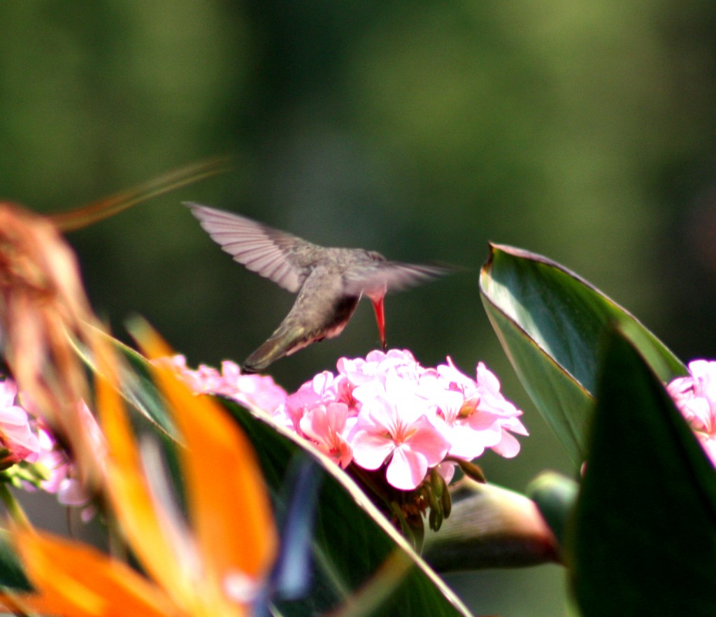 Foto: AMAZILIA VIOLICEPS - Atlixco (Puebla), México