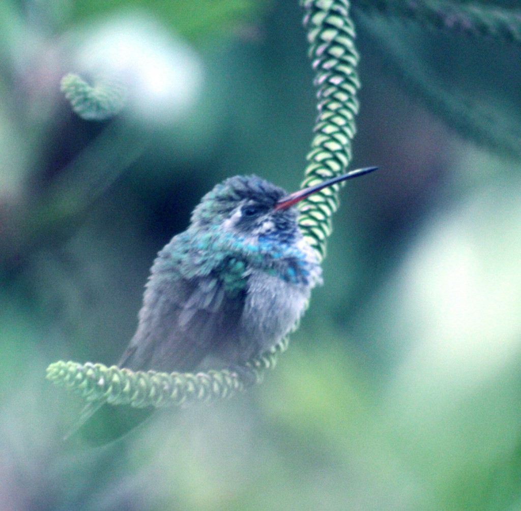 Foto: CYNANTHUS LATIROSTRIS - Puebla Pue, México