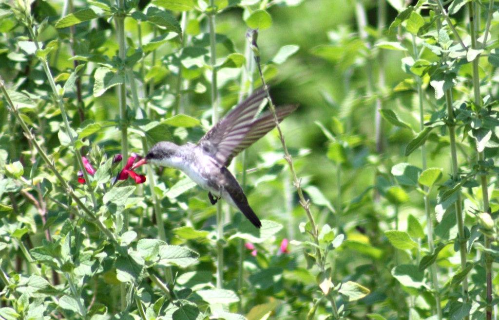 Foto: AMAZILIA VIOLICEPS - Atlixco (Puebla), México