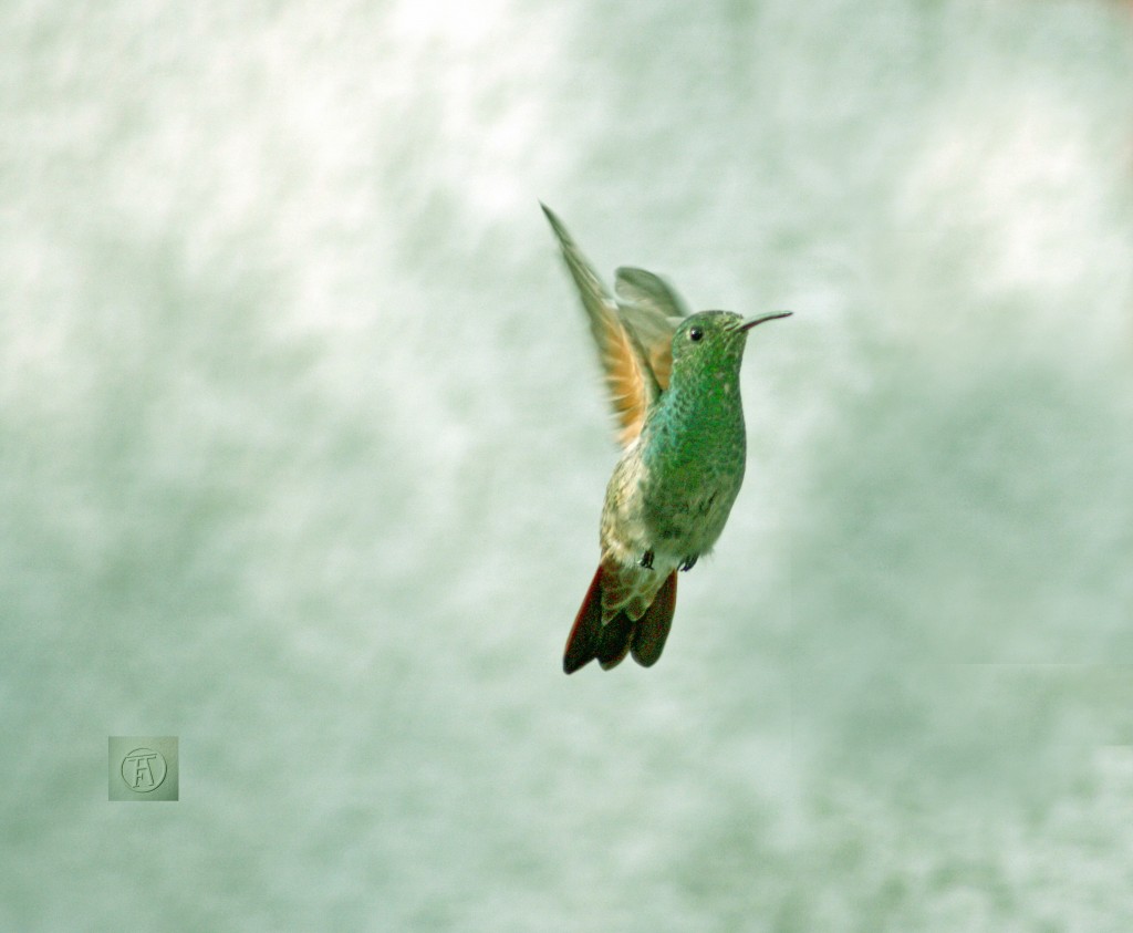 Foto: AMAZILIA BERYLLINA HEMBRA - Puebla Pue, México