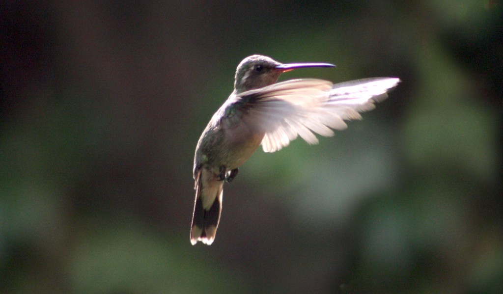 Foto: LAMPORNIS CLEMENCIAE HEMBRA - Puebla Pue, México