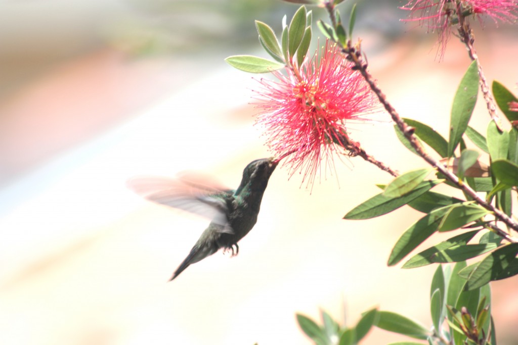 Foto: CYNANTHUS LATIROSTRIS MACHO - Puebla Pue, México