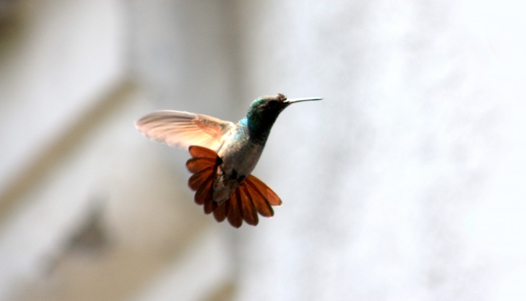 Foto: AMAZILIA BERYLLINA - Puebla Pue, México