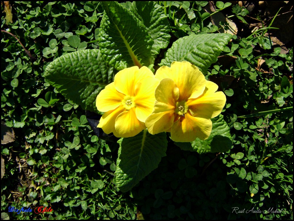 Foto de Lo Miranda (Libertador General Bernardo OʼHiggins), Chile