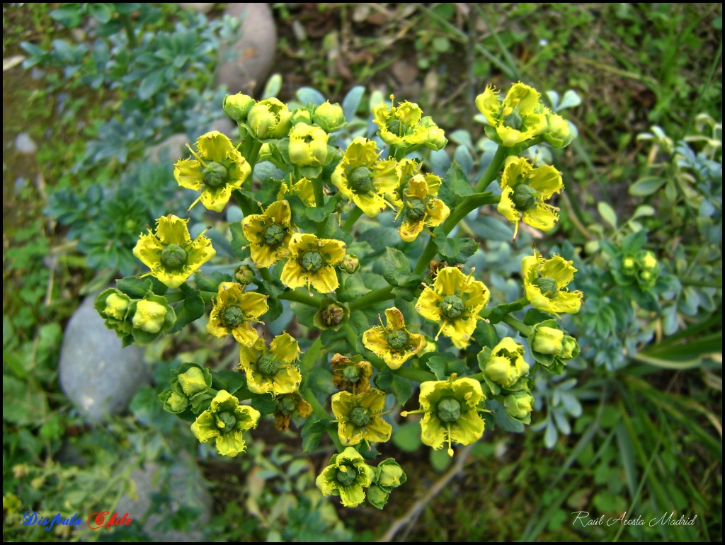 Foto: Flor de la Ruda - Lo Miranda (Libertador General Bernardo OʼHiggins), Chile