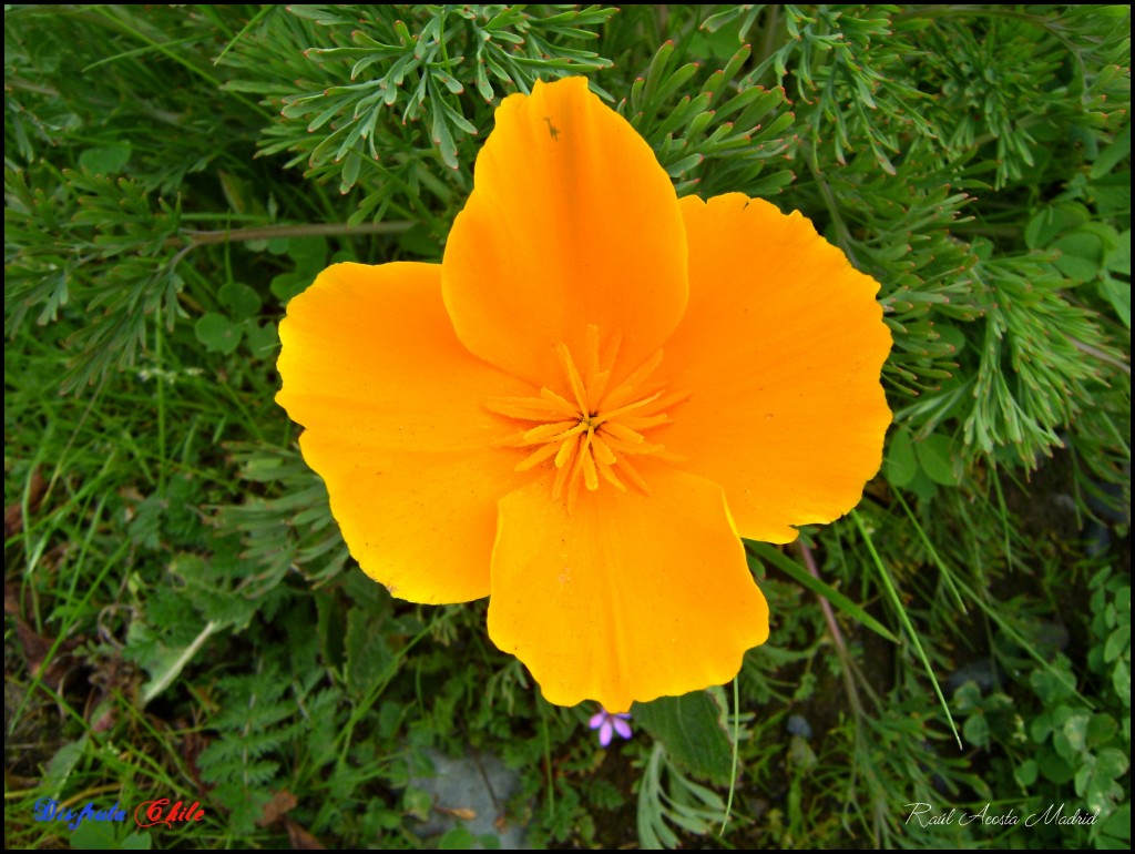 Foto: Dedal de oro - Lo Miranda (Libertador General Bernardo OʼHiggins), Chile