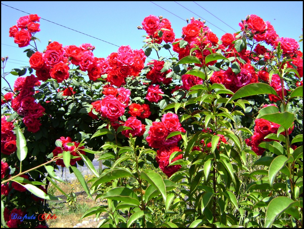 Foto de Lo Miranda (Libertador General Bernardo OʼHiggins), Chile