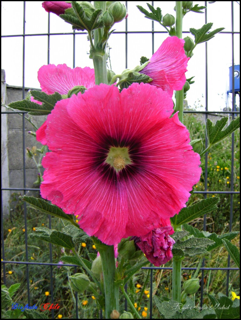 Foto de Lo Miranda (Libertador General Bernardo OʼHiggins), Chile