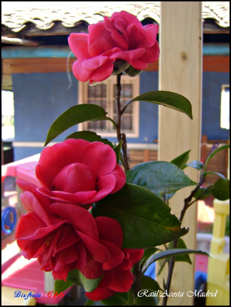 Foto de Lo Miranda (Libertador General Bernardo OʼHiggins), Chile