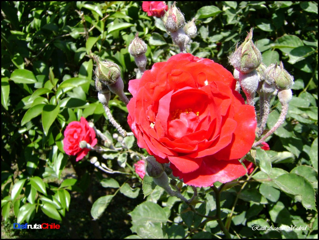 Foto de Lo Miranda (Libertador General Bernardo OʼHiggins), Chile