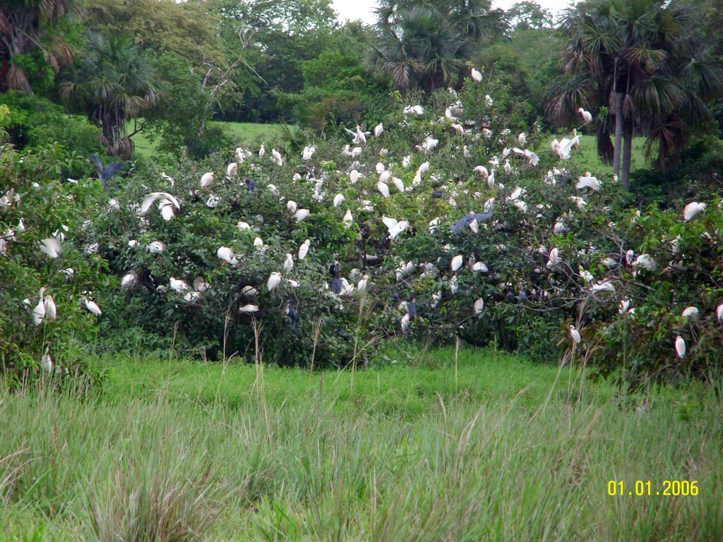 Foto: Garcero - Yopal (Casanare), Colombia