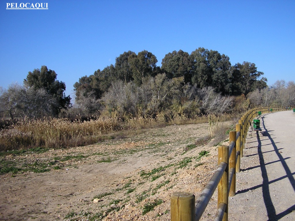 Foto: Sona de la orilla del Genil - Palma Del Rio (Córdoba), España