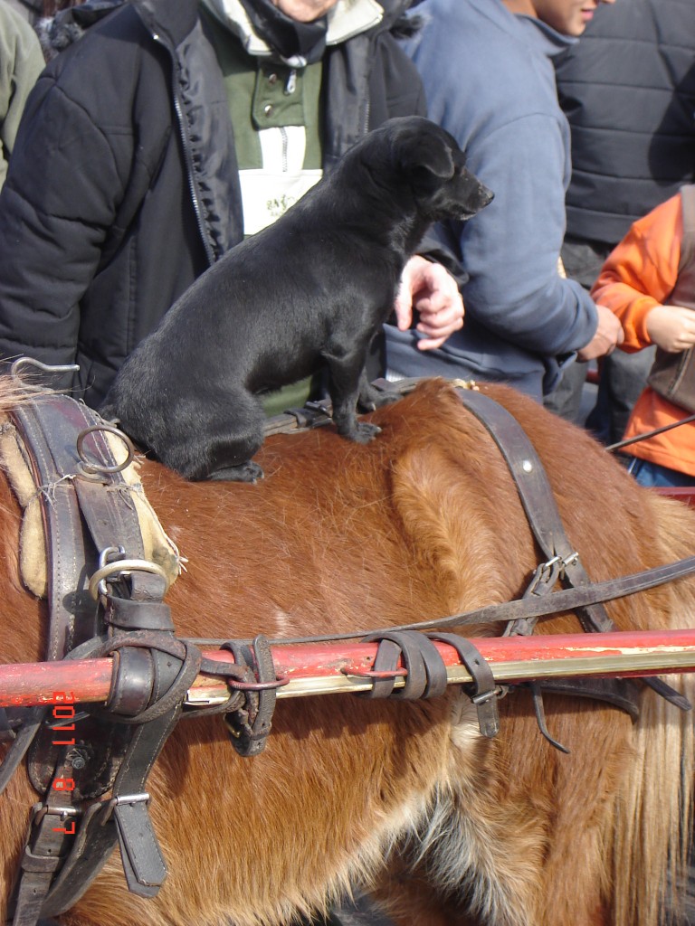 Foto: Feria de Mataderos. - Buenos Aires, Argentina