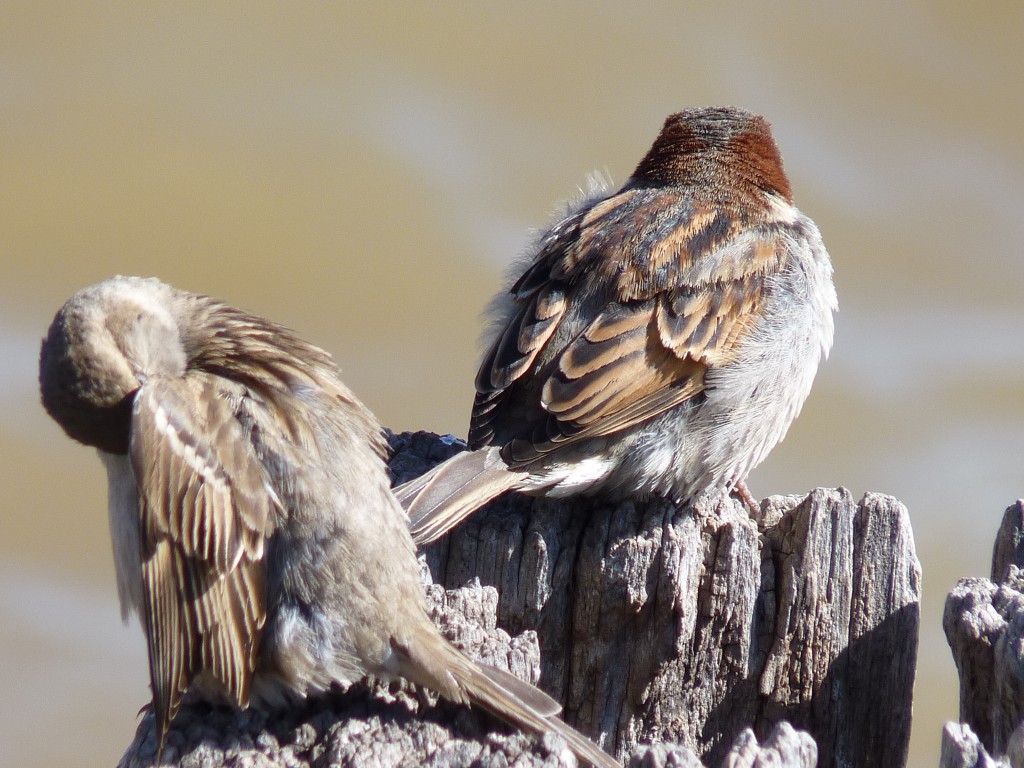 Foto: Costanera Norte. - Buenos Aires, Argentina