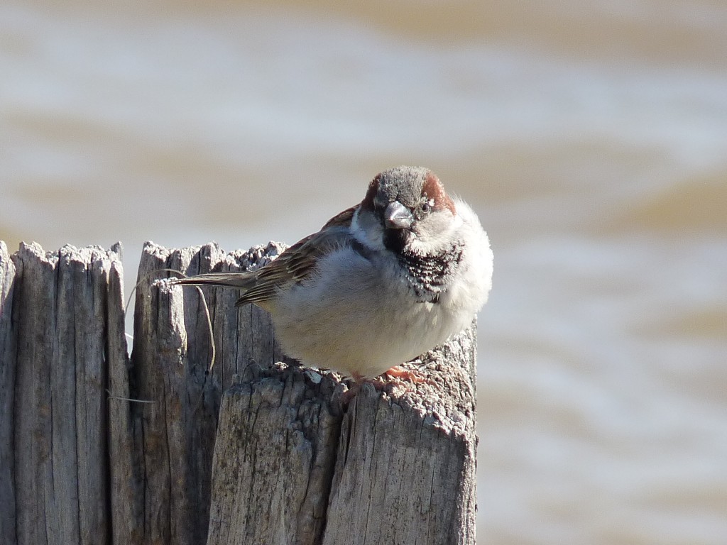 Foto: Costanera Norte. - Buenos Aires, Argentina
