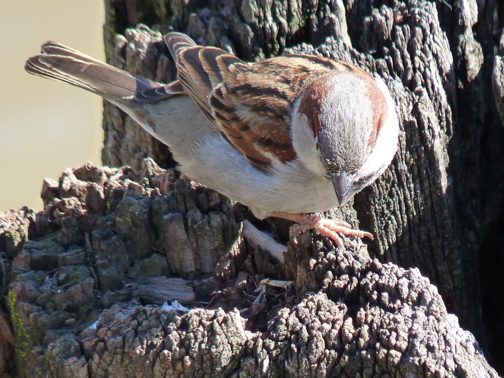 Foto: Costanera Norte. - Buenos Aires, Argentina