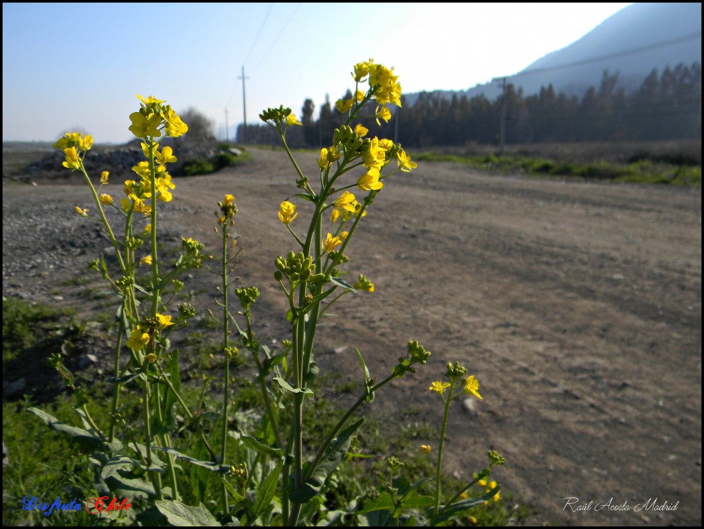 Foto: Yuyos - Lo Miranda (Libertador General Bernardo OʼHiggins), Chile