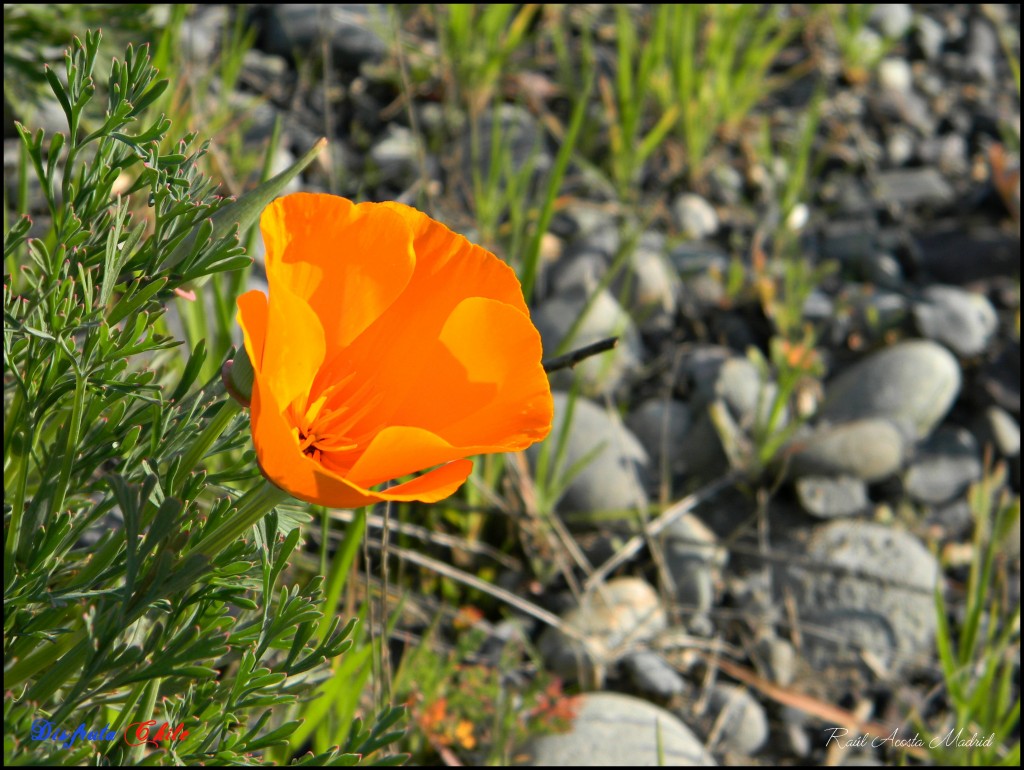 Foto: Dedal de oro - Lo Miranda (Libertador General Bernardo OʼHiggins), Chile